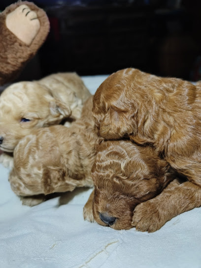 Foto Canitxes de Can Peluix