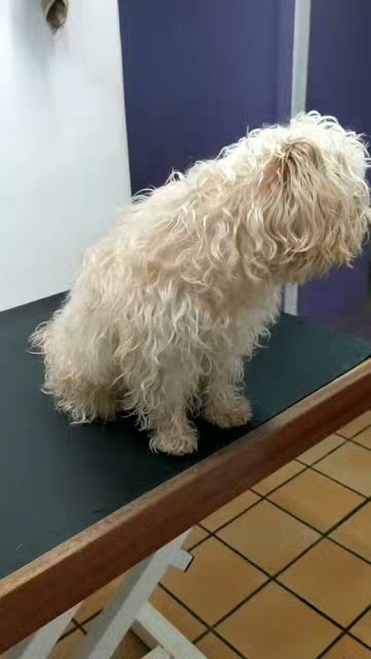 Foto BIGOTIS dermoperruqueria canina i felina