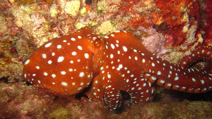 Foto Dream Dive. Centro buceo Tossa de Mar