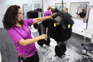 Emilia Díaz Canine Grooming Academy - Girona