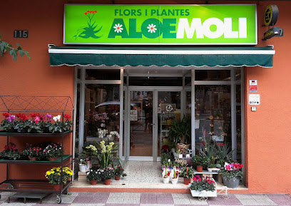Foto Floristeria Aloe Molí