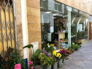 Flors La Camèlia - Blanes