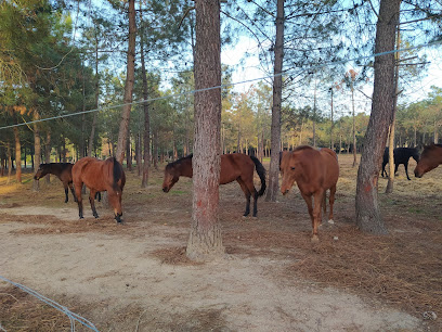 Foto Horse Club Santa Cristina