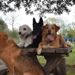 La Masia Canina - Figueres