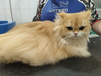 Foto MIMATS PERRUQUERIA CANINA I FELINA, CURSOS INICIACIÓ PERRUQUERIA, ALIMENTACIÓ, ACCESSORIS I CLASSES D ENSINISTRAMENT
