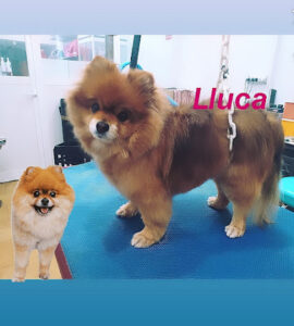 Peluqueria canina