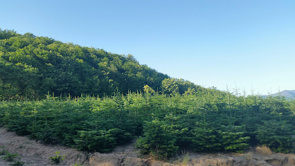 Foto Plant Nursery – CULTIUS MIRALPEIX