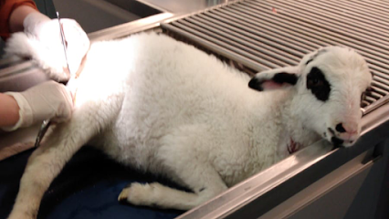 Foto Praxis Veterinaria-Clínica veterinaria