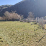 RADIKALDOGS (Residencia