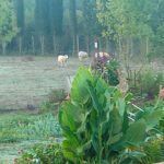 Residencia Canina El Rocater - Girona